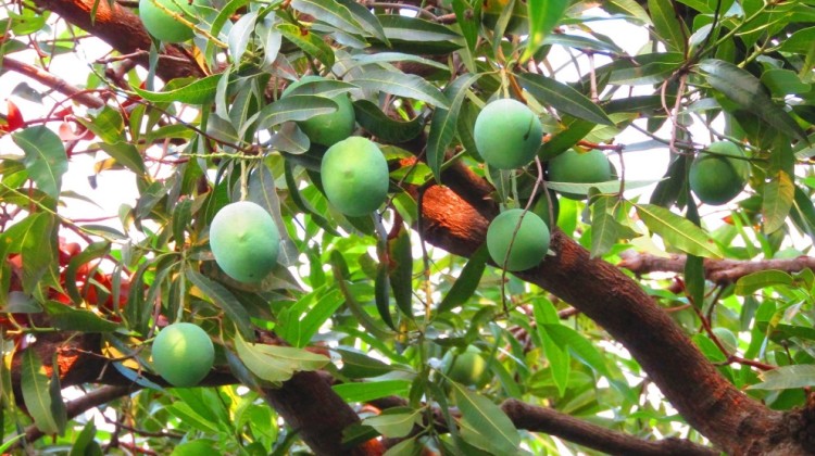 Los tipos de Mangos que hay en Nicaragua