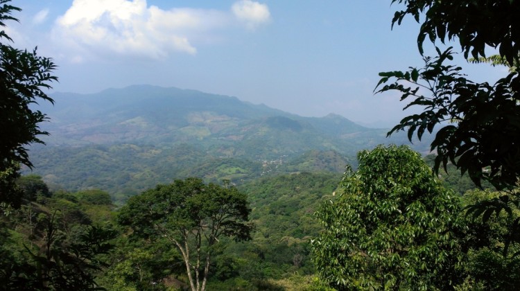Matagalpa y Jinotega producen el 80% del café Nicaragüense