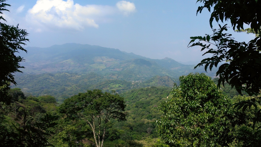 Matagalpa y Jinotega producen el 80% del café Nicaragüense