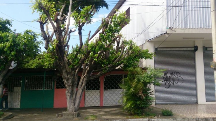 Requerimiento ambiental para cortar árboles en Managua