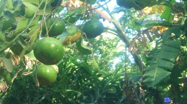 Las temporadas de frutas en Nicaragua