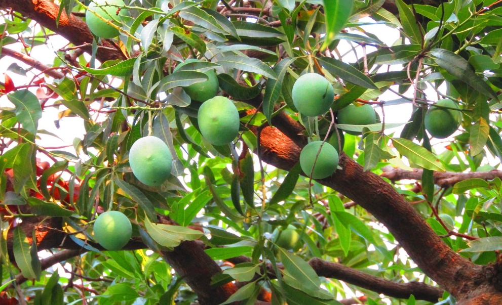 Los tipos de Mangos que hay en Nicaragua