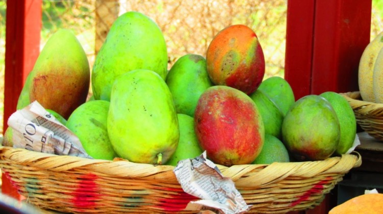 El negocio de vender Mangos en Nicaragua