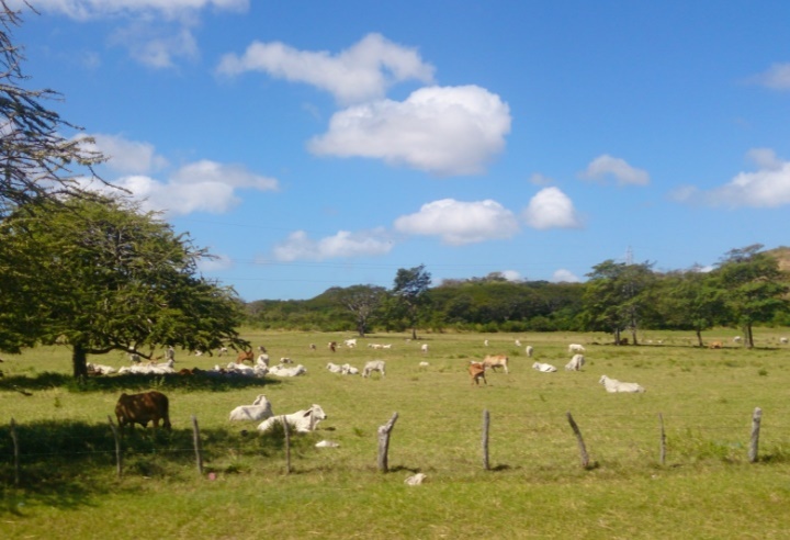 Nicaragua logra $700 millones de dolares en exportaciones de ganado en 2017