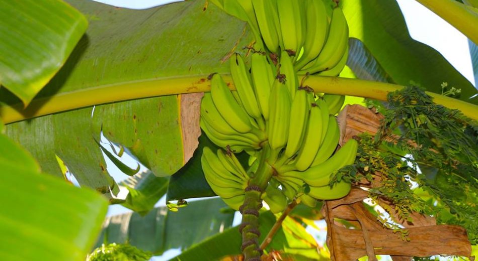 ¿Dónde comprar plátanos por mayor para vender en Managua?
