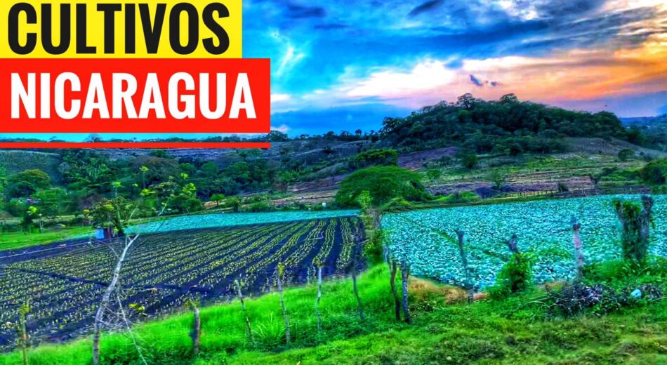 Mapa de producción agrícola de Nicaragua
